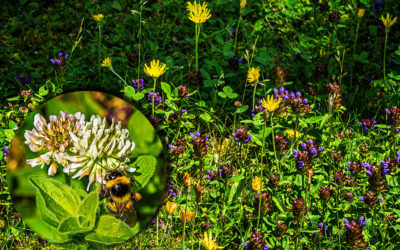 „Nur Natur“#12 – immer am Donnerstag