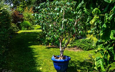 Ficus-Rettung?
